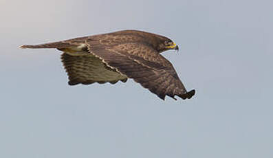 Buse variable