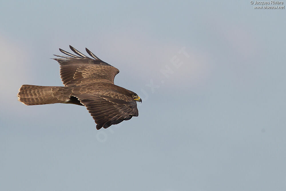 Common Buzzard, Flight