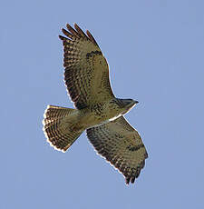 Buse variable