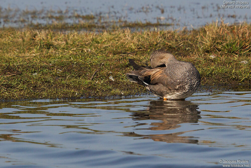 Canard chipeau mâle adulte nuptial, soins