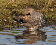 Canard chipeau