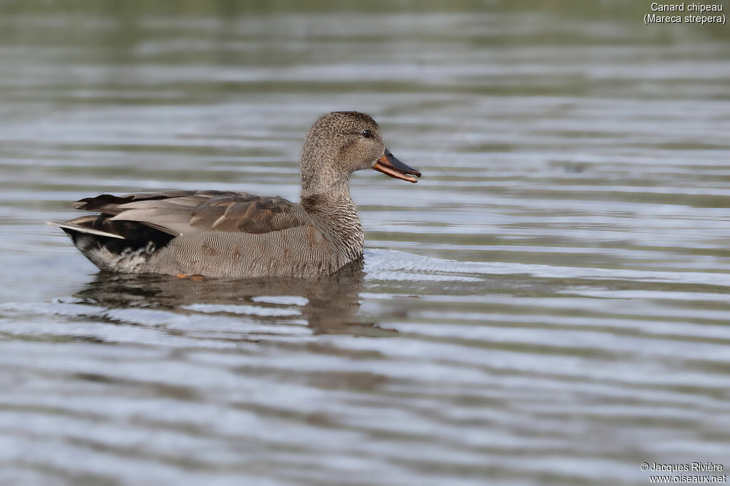 Gadwall male adult, swimming