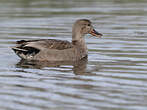 Canard chipeau