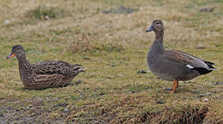 Canard chipeau