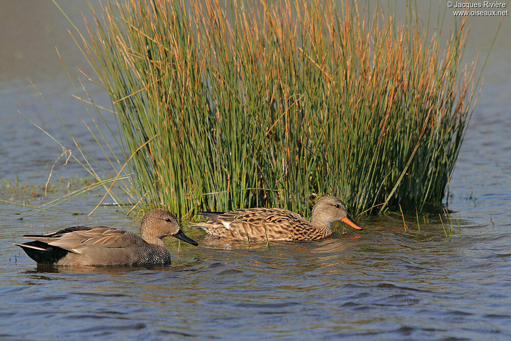 Canard chipeau adulte nuptial