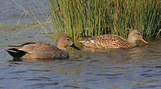 Gadwall