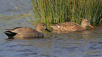 Canard chipeau