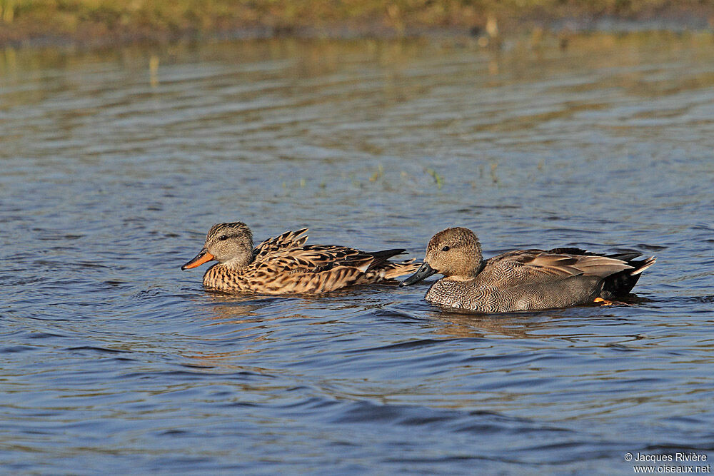 Canard chipeau adulte nuptial