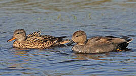 Canard chipeau