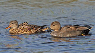 Canard chipeau