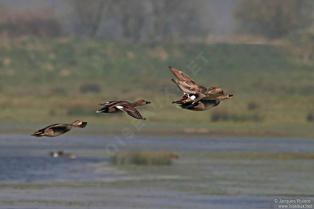 Gadwall adult breeding, Flight