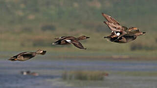 Canard chipeau