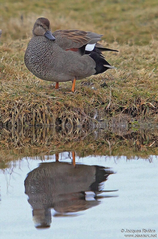 Canard chipeau mâle adulte nuptial