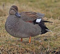 Gadwall