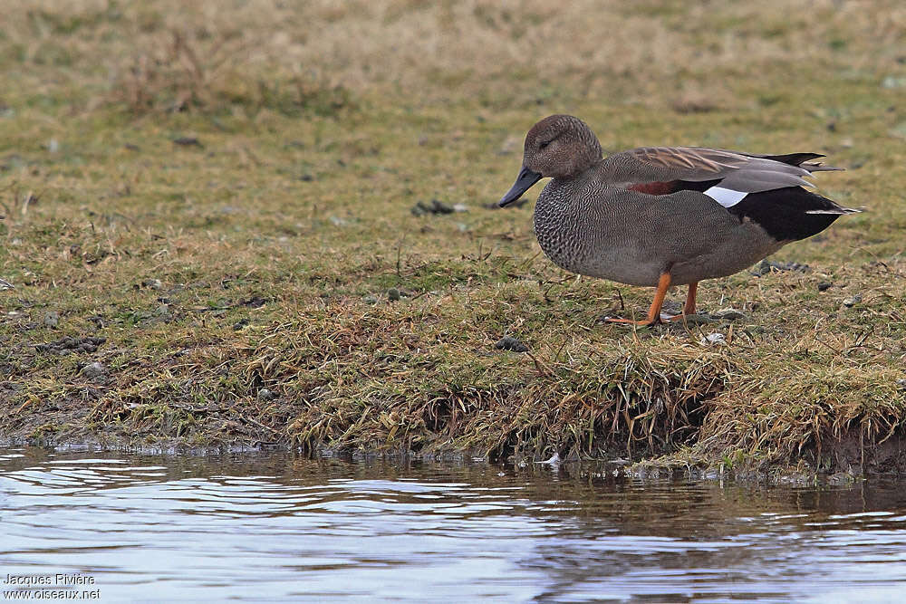 Canard chipeau mâle adulte nuptial