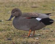 Canard chipeau