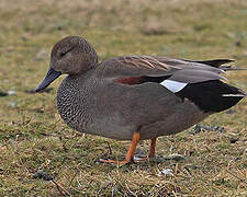 Gadwall