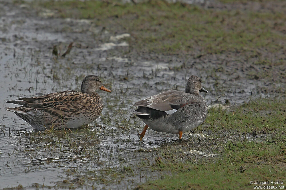 Canard chipeau adulte nuptial