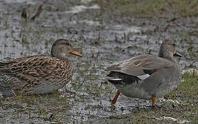 Canard chipeau