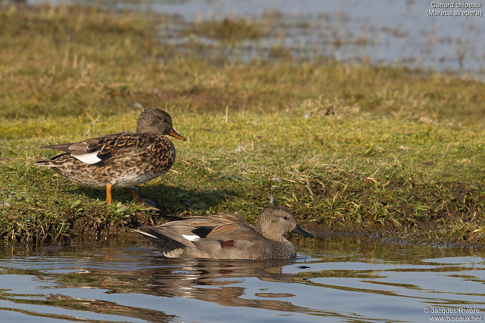 Canard chipeauadulte nuptial, nage