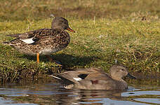 Canard chipeau