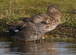 Gadwall