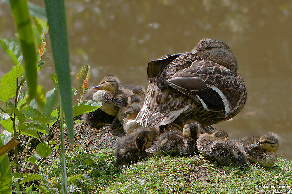 Mallardjuvenile, identification