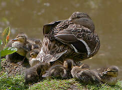 Canard colvert