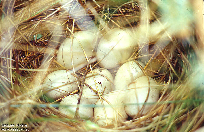 Mallard, Reproduction-nesting