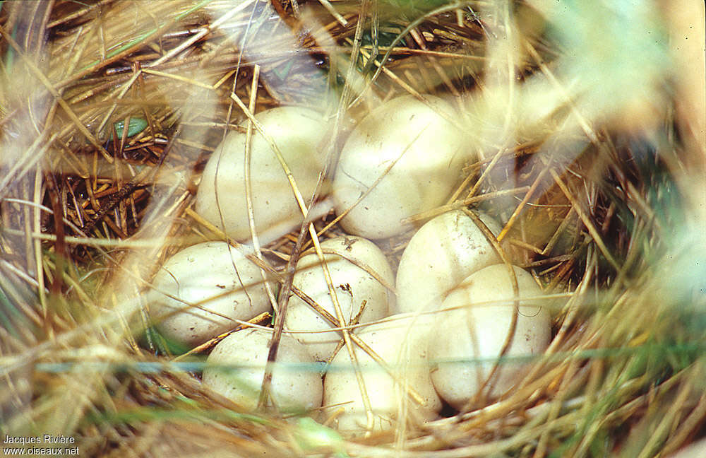 Mallard, Reproduction-nesting