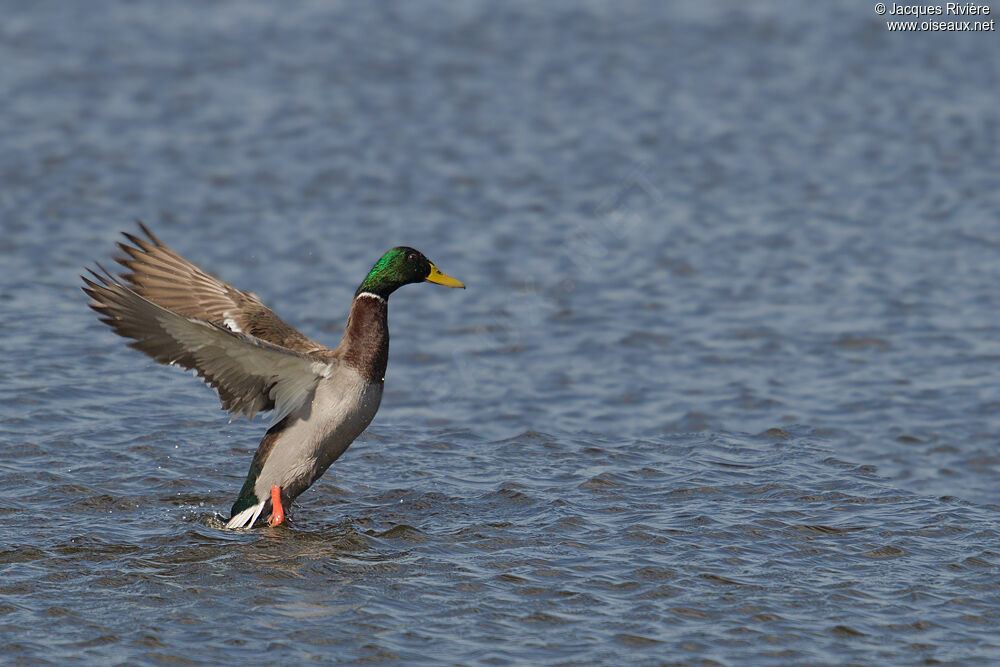 Canard colvert mâle adulte nuptial