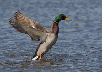 Canard colvert