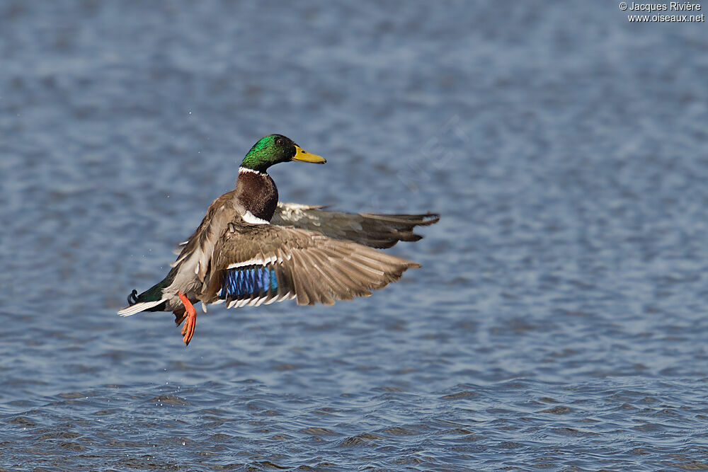 Canard colvert mâle adulte nuptial