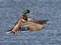 Mallard