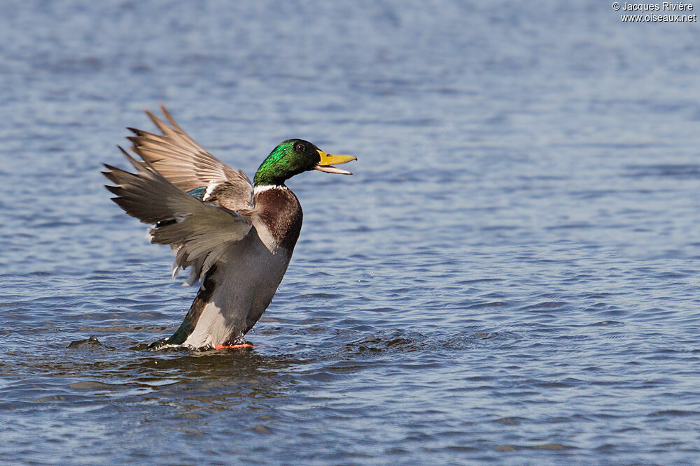 Canard colvert mâle adulte nuptial