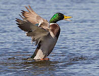 Canard colvert