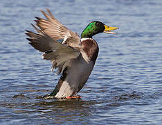 Canard colvert