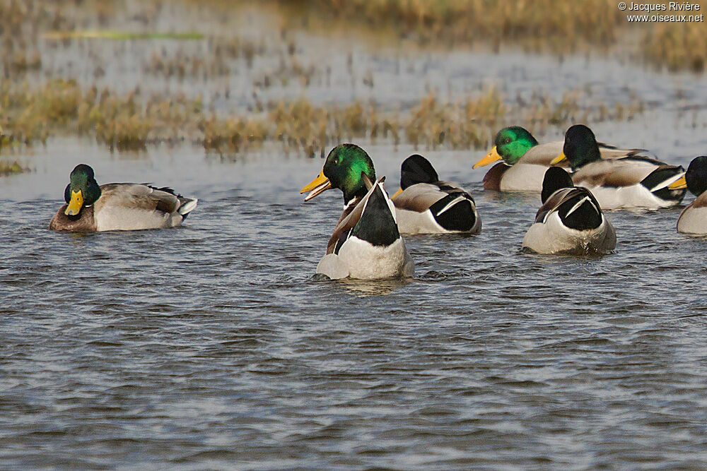 Canard colvert, Comportement