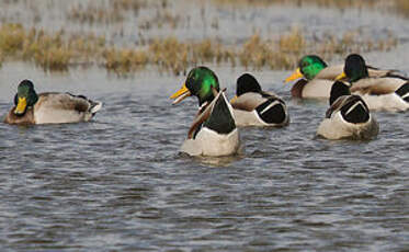 Canard colvert