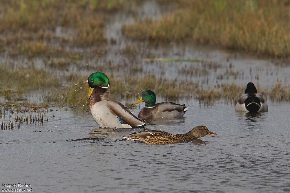 Canard colvertadulte, parade, Comportement