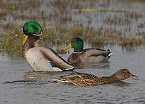 Canard colvert