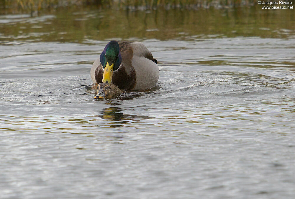 Canard colvertadulte nuptial, Comportement