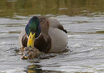 Canard colvert