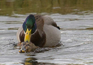 Canard colvert