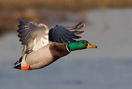 Mallard