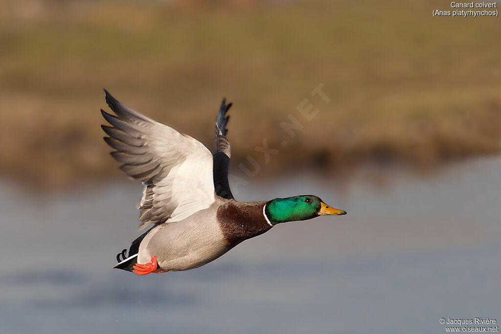 Canard colvertadulte nuptial, Vol