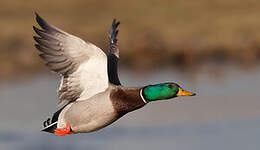 Canard colvert