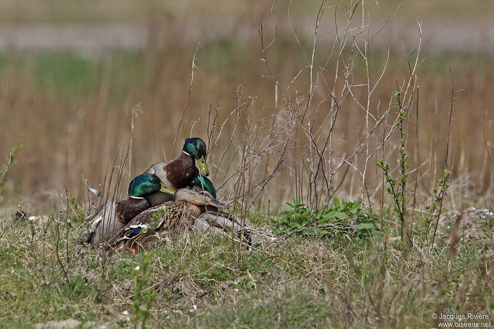 Mallard adult breeding, Behaviour