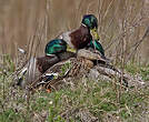 Canard colvert