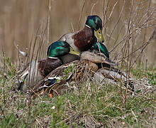 Canard colvert